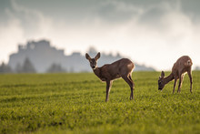 Two Roe Deers On The Field With Castle In Background Roe Deer (Capreolus Capreolus), Slovakia