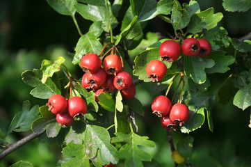 Sticker - Ripened hawthorn berries