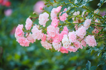  Beautiful pink roses flower in the garden