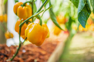 Yellow bell pepper plant growing in organic garden