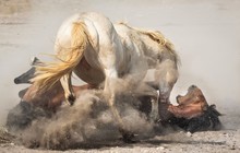 Two Horses Fighting At Field