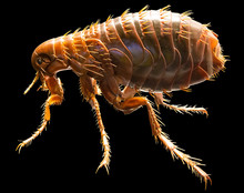 Full Medically Accurate Isolated Model Of A Flea