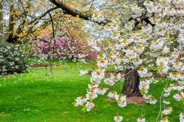 Wall Mural - Kew botanical gardens in spring, London, UK