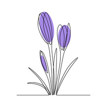 Group Of Spring Crocus Flowers In Continuous Line Art Drawing Style. Black Linear Sketch On White Background With Flower Heads Coloring. Vector Illustration