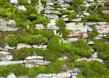 Fototapeta Lawenda - Dry stone wall background England