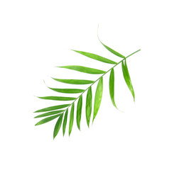  tropical nature green palm leaf isolated pattern background