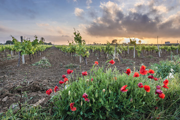 Wall Mural - Vine field in Nubia village near Trapani city on Sicily Island in Italy