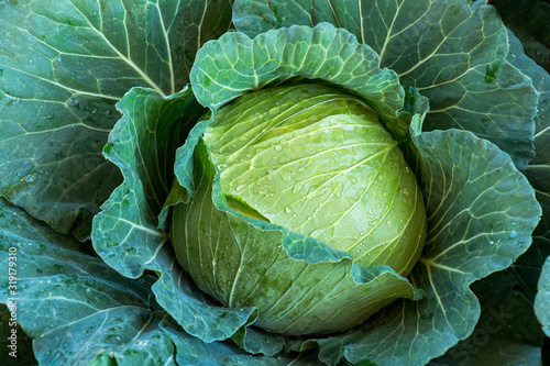 Macro fresh cabbage vegetable in the garden background Tableau sur Toile