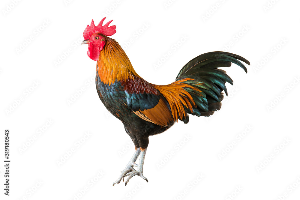 Rooster isolated on white background. Side view of colorful rooster or cock chicken standing isolated - obrazy, fototapety, plakaty 