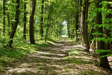 Wall Mural - Forest trees. nature green wood sunlight backgrounds