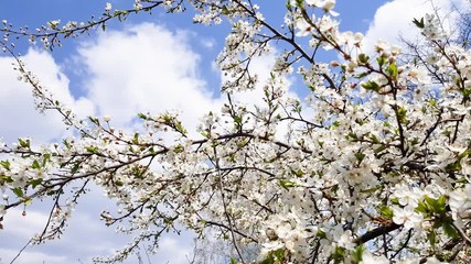 Wall Mural - Fruit trees bloom beautifully in the garden in spring