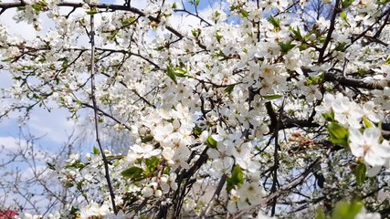 Wall Mural - Fruit trees bloom beautifully in the garden in spring