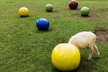 Side View Of Sheep Standing By Large Yellow Ball On Field