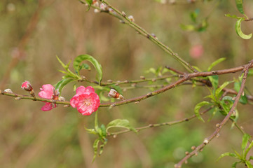 Wall Mural - Pink peach blossom branches in the spring sunshine