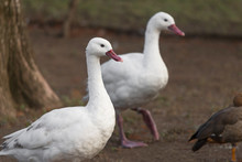 Two White Geese Outside