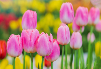 Wall Mural - Close up, Pink tulips are blooming beautifully in the natural gardens on a soft sunlight day. Tulip Flowers of Love