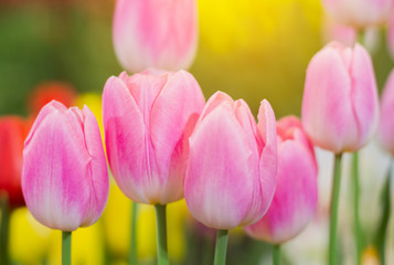 Wall Mural - Close up, Pink tulips are blooming beautifully in the natural gardens on a soft sunlight day. Tulip Flowers of Love