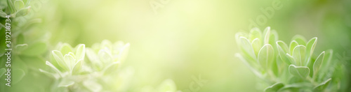 Fotografía Closeup nature view of green leaf on blurred greenery background in garden with copy space for text using as summer background natural green plants landscape, ecology, fresh cover page concept