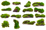 Fototapeta  - Green moss isolated on white bakground