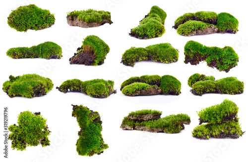 Cuadros en Lienzo Green moss isolated on white bakground