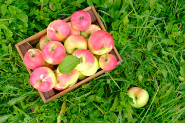 Wall Mural - harvest of ripe apples in a wooden vintage box on the grass