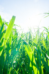 Poster - Green summer grass bottom view on sky and sun. Morning Dew on Grass at Spring.  Natural Spring Background