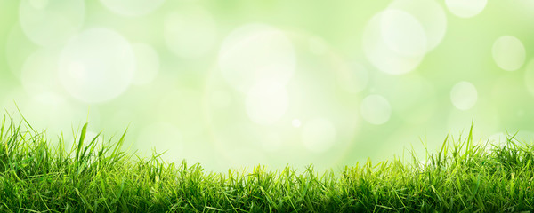a fresh spring sunny garden background of green grass and blurred foliage bokeh.