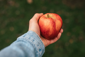 Male hand holding red ripe apple