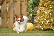 © studio Hoto - パピヨン