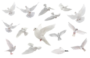 Poster - collage free flying white dove isolated on a white