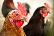 Wolny chów kur jest ekologiczny i dobry dla kur. Naturalnie kura znosi jajko co drugi dzień.