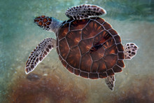 Top View Of Beautiful Young Green Sea Turtle In Grand Cayman
