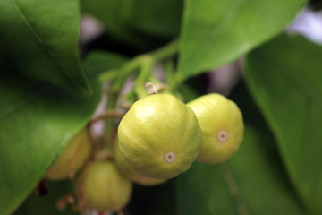 Wall Mural - A close up of young pomelo fruits ripening on the tree