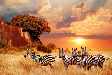 zebras in the african savanna against the backdrop of beautiful sunset. serengeti national park. tan