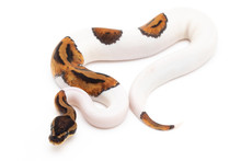 Ball Python Snake Macro Closeup Isolated White Background