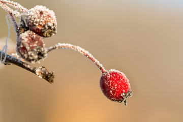 Wall Mural - Closeup macro shot of frozen red rosehip in winter covered by beautiful ice crystals