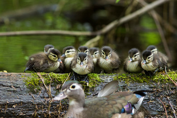 Wall Mural - wood duck female with ducklings 