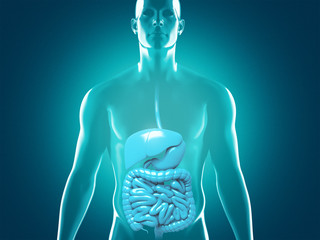 human digestive system anatomy, 3d rendering illustration
