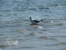 One Seagull In Shallow Water