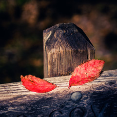 Two Red Leaves Lying Atop a Wooden Sign