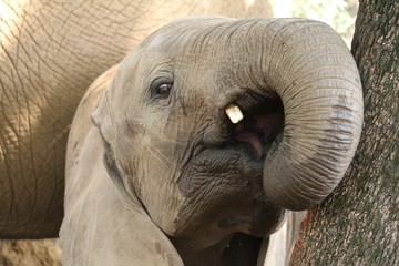 Sticker - Closeup selective focus shot of a cute elephant in a forest In South Africa