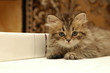 © ilyaska - Adorable small fluffy kitten looks dissapointed sitting close to thick book