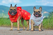 Two French Bulldog Dogs Wearing Warm Winter Clothing In Bathrope Shape Made From Fleece Fabric With Star Pattern