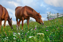 Horses Graze In A Meadow In The Mountains, Sunset In Carpathian Mountains - Beautiful Summer Landscape, Bright Cloudy Sky And Sunlight, Wildflowers