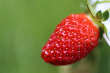 Erdbeere Rot , Fragaria X Ananassa