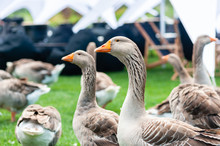 Flock Of Walking Home Park Geese Ducks
