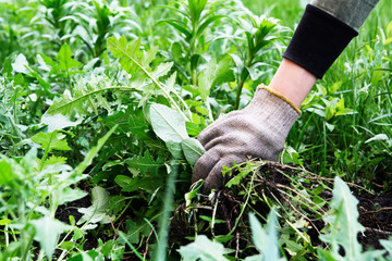 Wall Mural - Gardener's hand in a glove with torn weeds. Weed control. Spring preparation of land in the garden