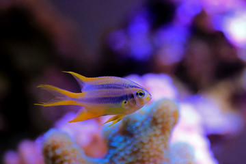 The Black and Gold Chromis - Neoglyphidodon nigroris