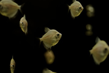 Wall Mural - Aquarium fish
