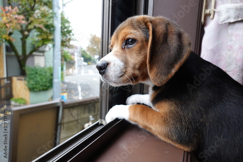 犬 中型犬 子犬 ビーグル 室内 家庭犬 窓辺 見送り Adobe Stock でこのストック画像を購入して 類似の画像をさらに検索 Adobe Stock 犬 中型犬 子犬 ビーグル 室内 家庭犬 窓辺 見送り Adobe Stock でこのストック画像を購入して 類似の画像をさらに検索 Adobe Stock